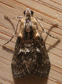 Double-humped Pococera